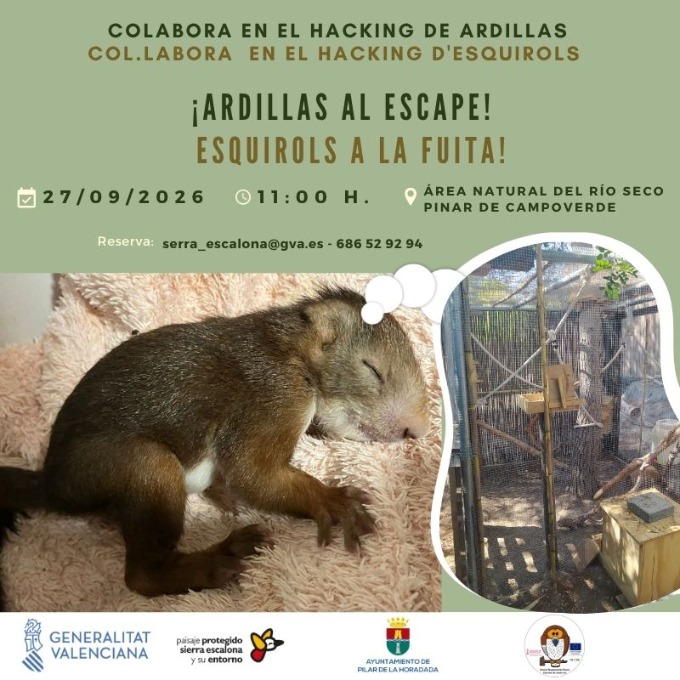 ¡ARDILLAS AL RESCATE!